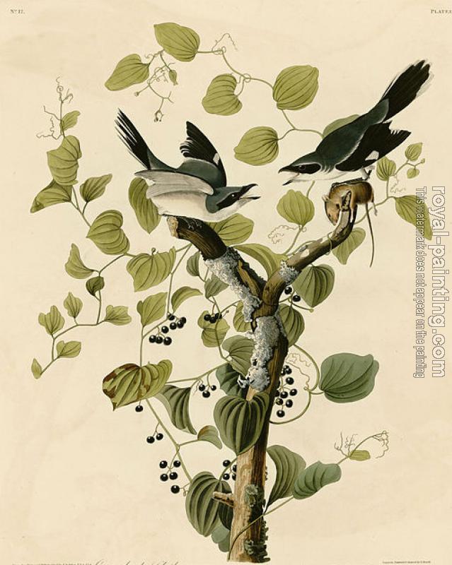 John James Audubon : Loggerhead shrike